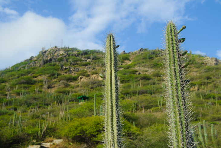 Divi-divi trees in Arikok National Park